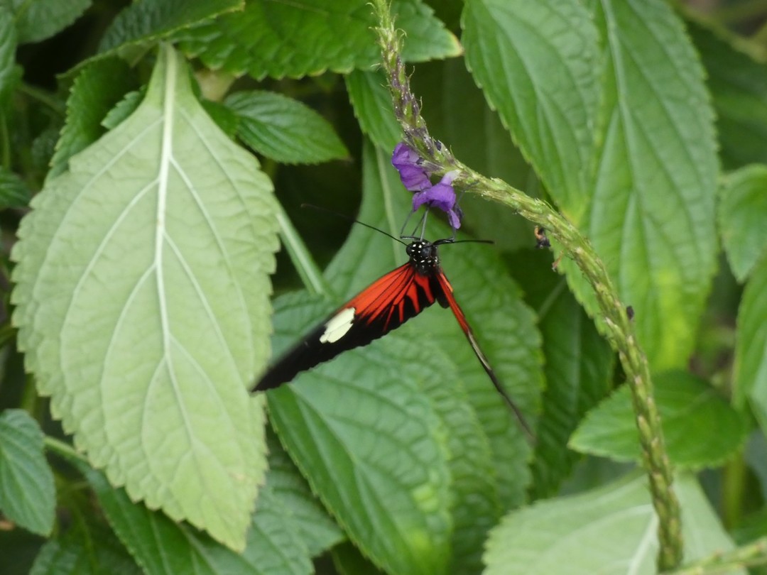 vlindertuin