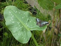 vlindertuin
