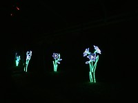 Fantasy In Lights