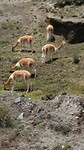 Vicuñas on our trip to the Vulcano