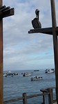 Pelican Brief... Is the name of a movie
