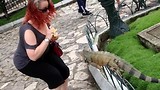 Iguanas... How to get them up close and personal?