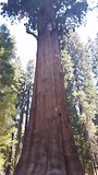General Sherman Tree