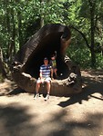 Redwoods