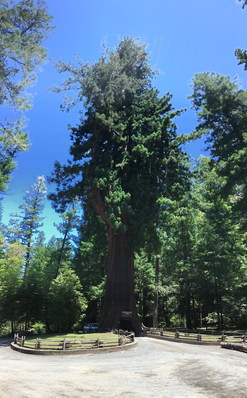 Giant tree
