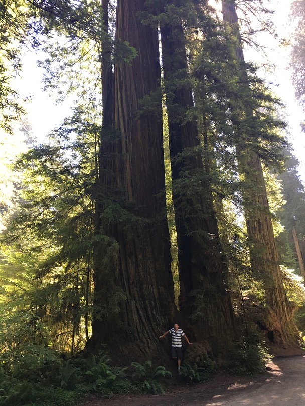 Redwoods
