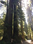 Redwoods