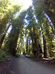 Redwoods