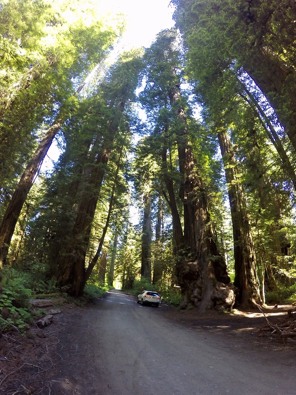 Redwoods