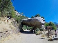 Sequoia