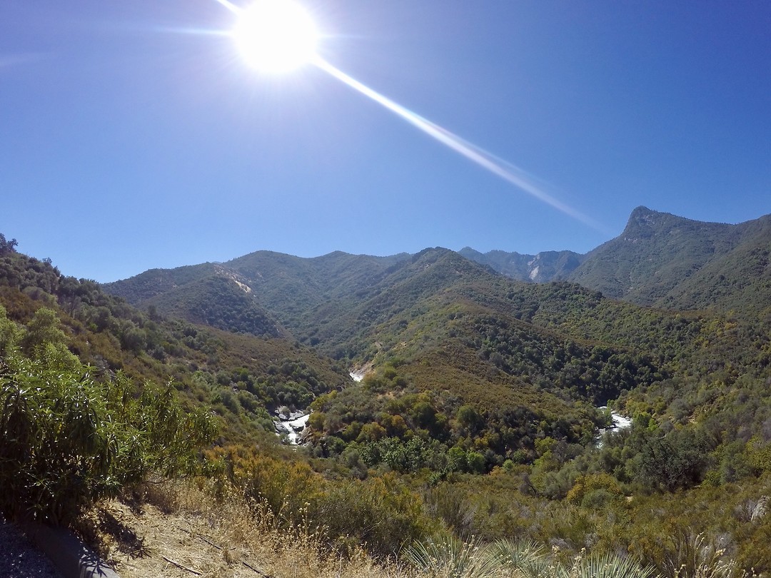 Sequoia