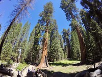 Sequoia