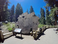 Sequoia