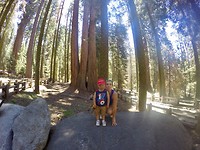 Sequoia
