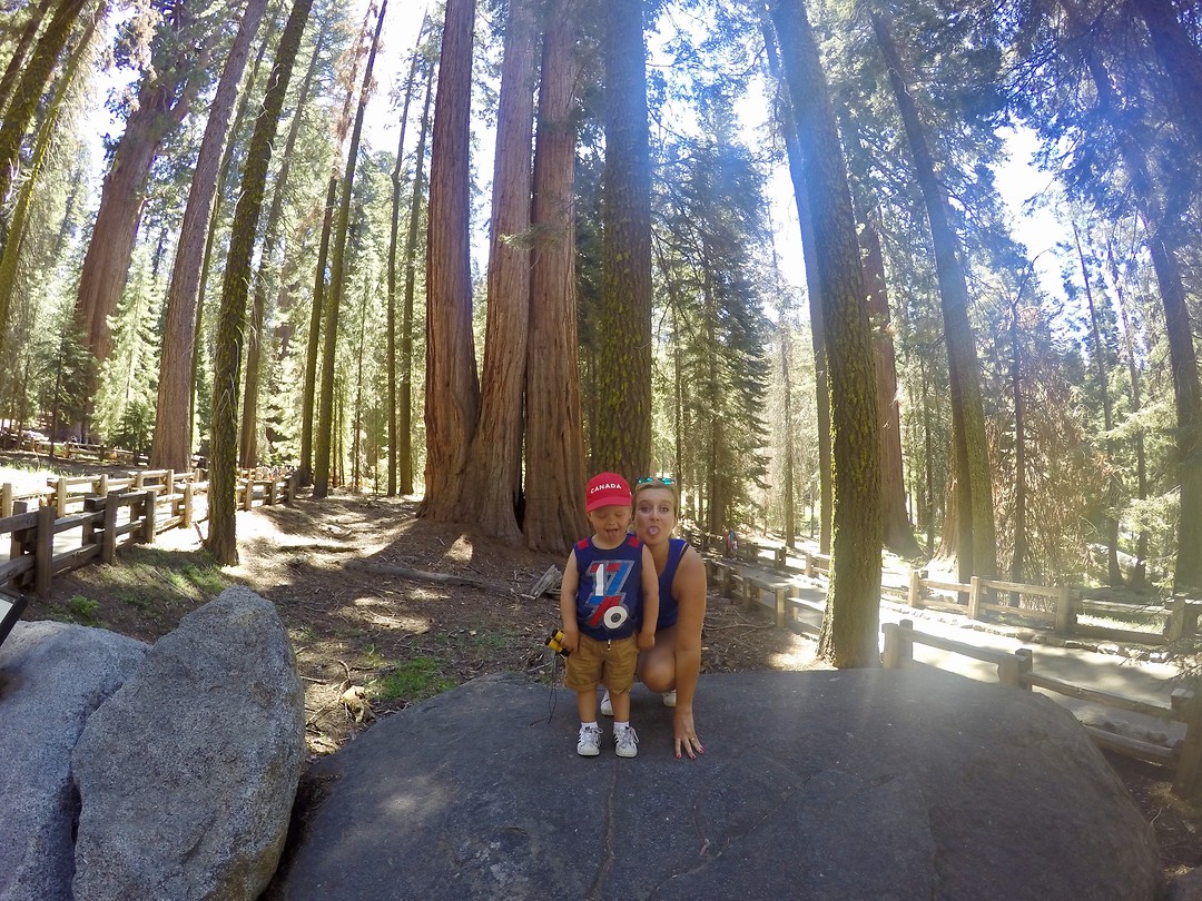 Sequoia