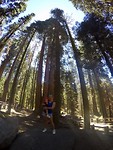 Sequoia
