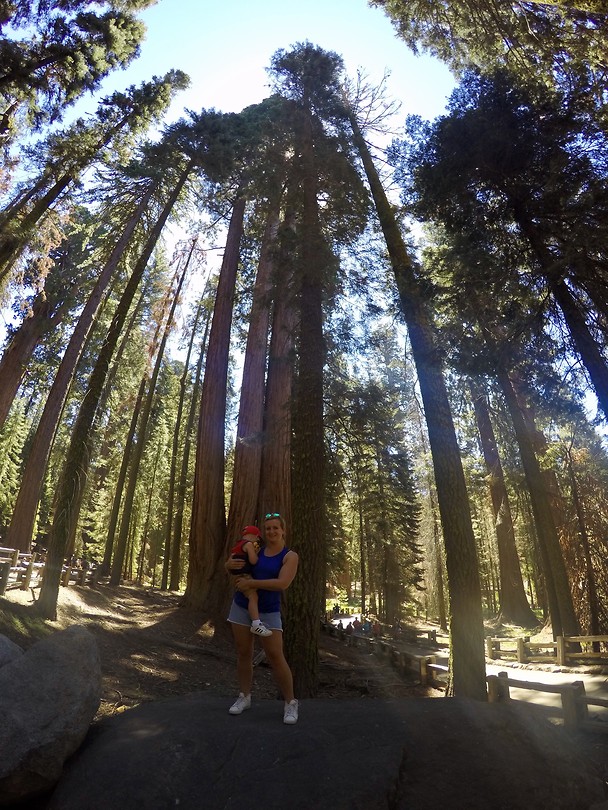 Sequoia