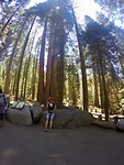 Sequoia