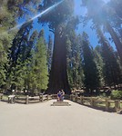 Sequoia
