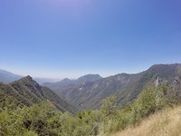 Sequoia