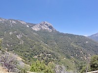 Sequoia