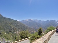 Sequoia