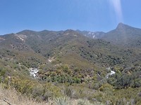 Sequoia