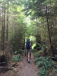 Quinault rainforest