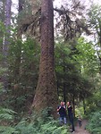 Quinault rainforest