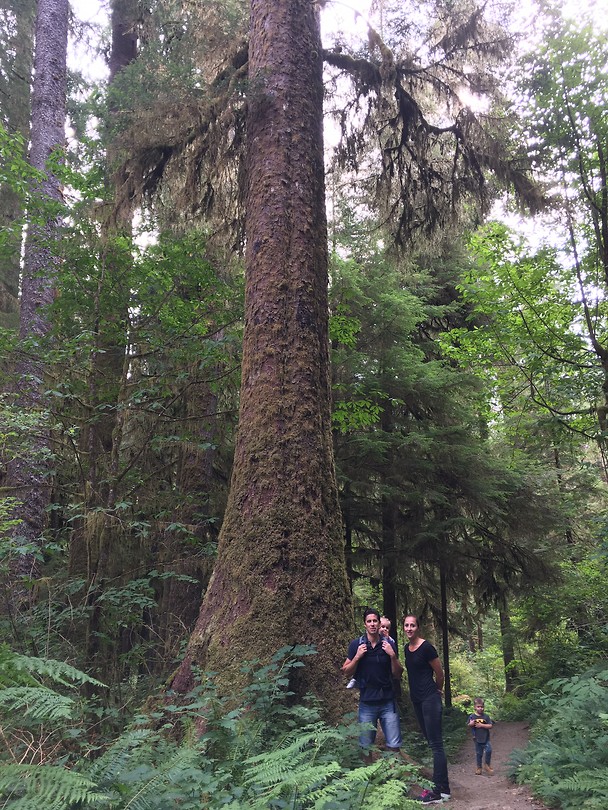 Quinault rainforest