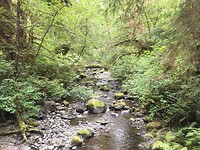 Quinault rainforest
