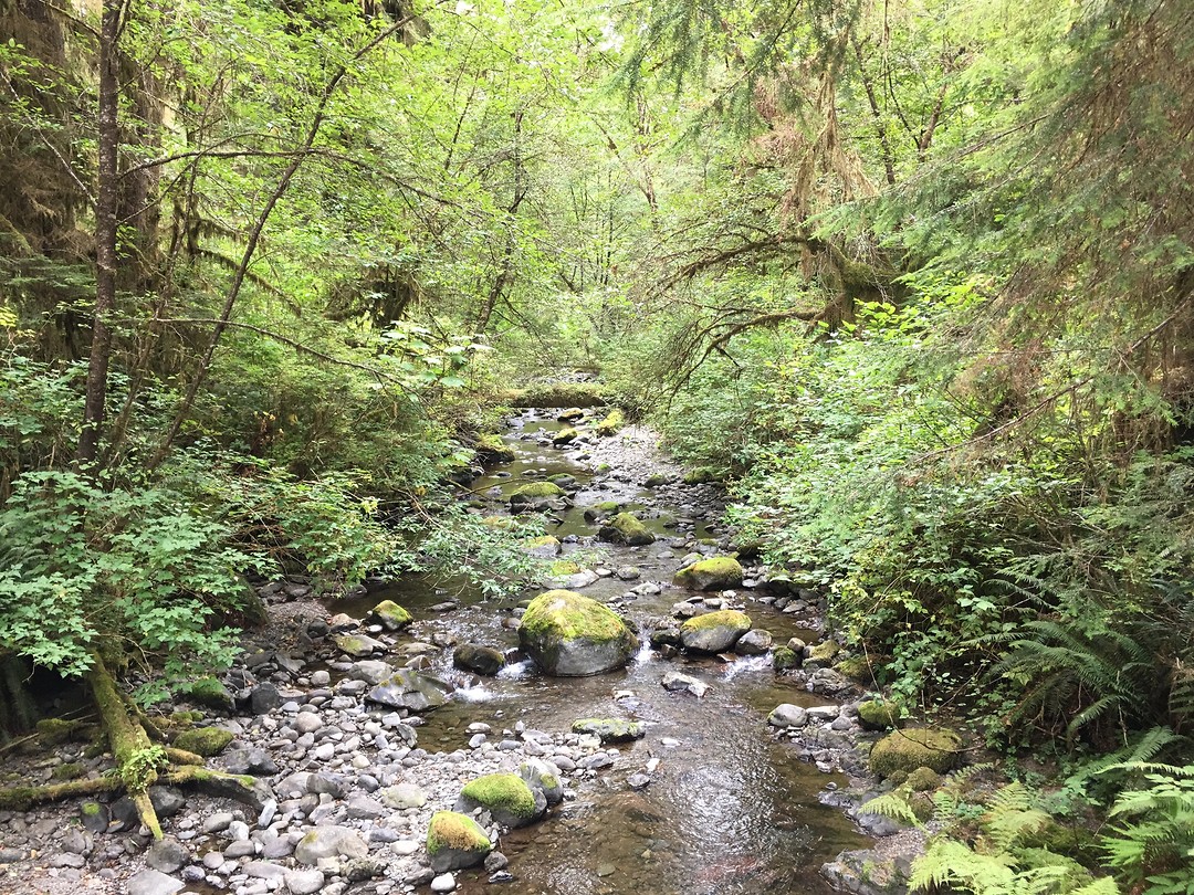 Quinault rainforest
