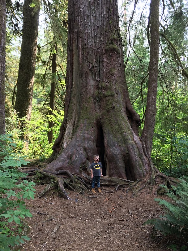 Quinault rainforest