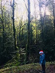 Forest Park