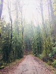 Forest Park
