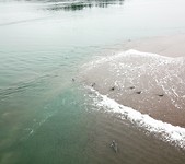 Seals at Lincoln City