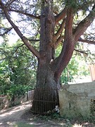 Één van de bomen van meer dan 150 jaar oud!