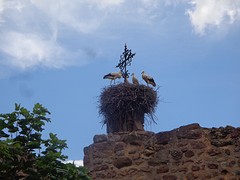 Ooievaarsnest op de toren