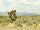 Prairie