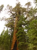 Big Sequoia tree