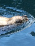 Zeeleeuw Vancouver aquarium