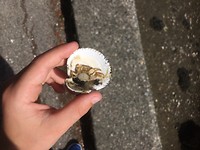 Schelpjes en krabjes zoeken