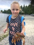 Krab