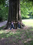 Grote boom