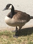 Canadese Gans