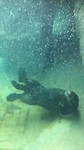 Otters vancouver aquarium