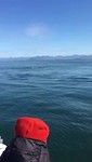 Humpbackwhale!!