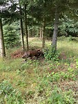 Welk wild zien we uit onze uitkijkhut?
