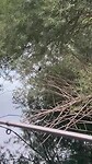 Ijsvogel