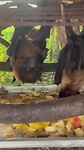 Vleerhonden